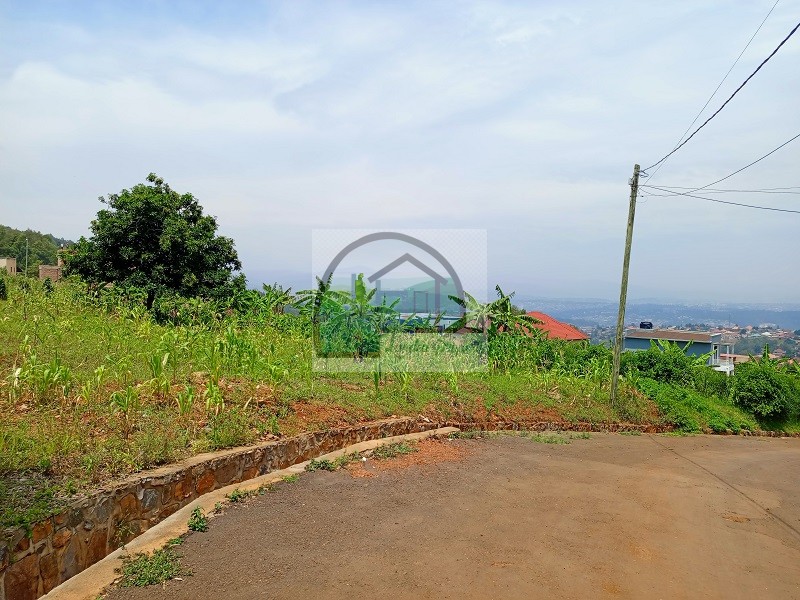 3road-view